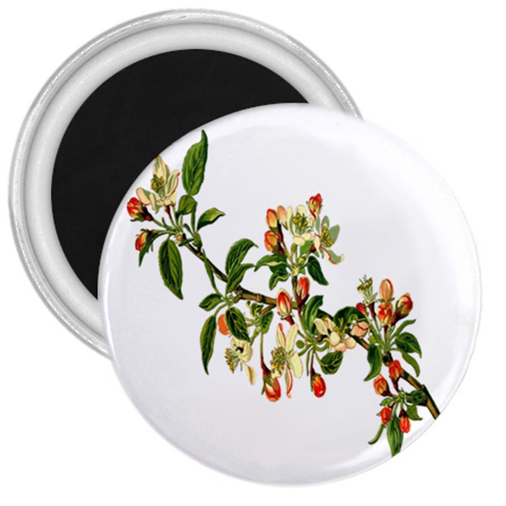 Apple Branch Deciduous Fruit 3  Magnets