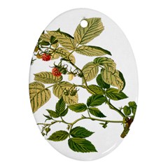 Berries Berry Food Fruit Herbal Ornament (oval) by Nexatart