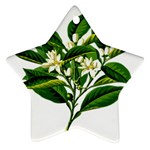 Bitter Branch Citrus Edible Floral Star Ornament (Two Sides) Back