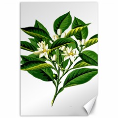 Bitter Branch Citrus Edible Floral Canvas 12  X 18  