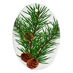 Branch Floral Green Nature Pine Ornament (oval) by Nexatart