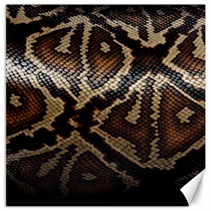 Snake Skin Olay Canvas 20  x 20  