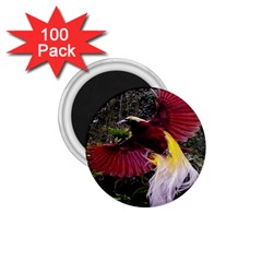 Cendrawasih Beautiful Bird Of Paradise 1 75  Magnets (100 Pack)  by BangZart