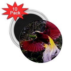 Cendrawasih Beautiful Bird Of Paradise 2 25  Magnets (10 Pack)  by BangZart