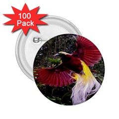 Cendrawasih Beautiful Bird Of Paradise 2 25  Buttons (100 Pack)  by BangZart