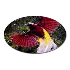 Cendrawasih Beautiful Bird Of Paradise Oval Magnet by BangZart