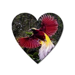 Cendrawasih Beautiful Bird Of Paradise Heart Magnet by BangZart