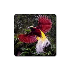 Cendrawasih Beautiful Bird Of Paradise Square Magnet by BangZart