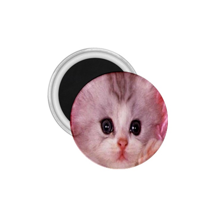 Cat  Animal  Kitten  Pet 1.75  Magnets