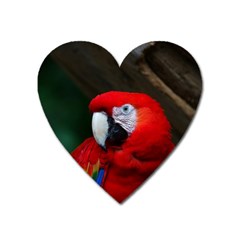 Scarlet Macaw Bird Heart Magnet by BangZart