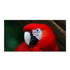 Scarlet Macaw Bird Satin Wrap