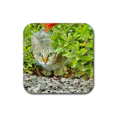 Hidden Domestic Cat With Alert Expression Rubber Coaster (square)  by dflcprints