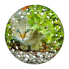 Hidden Domestic Cat With Alert Expression Ornament (round Filigree) by dflcprints