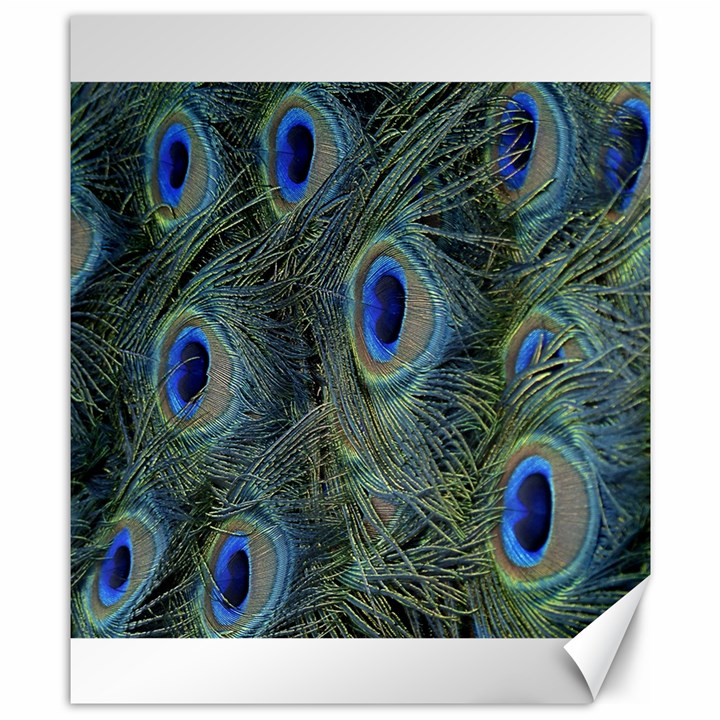 Peacock Feathers Blue Bird Nature Canvas 8  x 10 