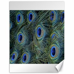 Peacock Feathers Blue Bird Nature Canvas 18  X 24  