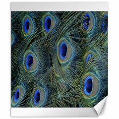 Peacock Feathers Blue Bird Nature Canvas 20  X 24  