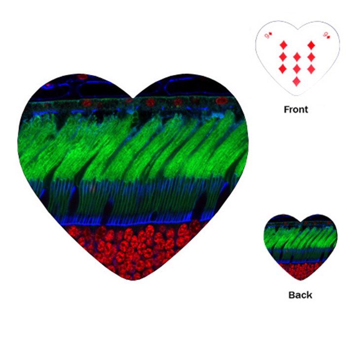 Cells Rainbow Playing Cards (Heart) 