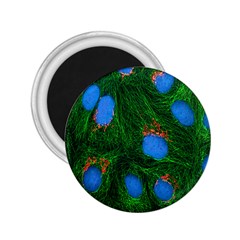 Fluorescence Microscopy Green Blue 2 25  Magnets