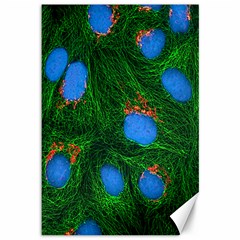 Fluorescence Microscopy Green Blue Canvas 12  X 18   by Mariart