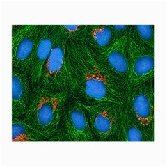 Fluorescence Microscopy Green Blue Small Glasses Cloth (2-side)