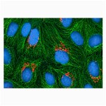 Fluorescence Microscopy Green Blue Large Glasses Cloth (2-Side) Back