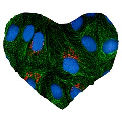 Fluorescence Microscopy Green Blue Large 19  Premium Flano Heart Shape Cushions by Mariart