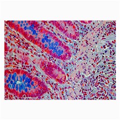Histology Inc Histo Logistics Incorporated Alcian Blue Large Glasses Cloth by Mariart
