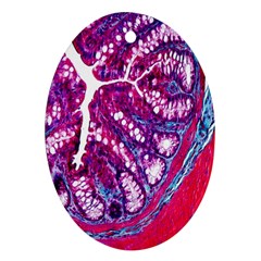 Histology Inc Histo Logistics Incorporated Masson s Trichrome Three Colour Staining Oval Ornament (two Sides) by Mariart