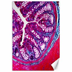 Histology Inc Histo Logistics Incorporated Masson s Trichrome Three Colour Staining Canvas 12  X 18   by Mariart