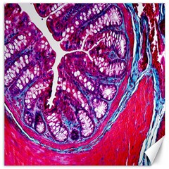Histology Inc Histo Logistics Incorporated Masson s Trichrome Three Colour Staining Canvas 16  X 16   by Mariart