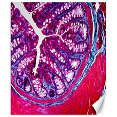 Histology Inc Histo Logistics Incorporated Masson s Trichrome Three Colour Staining Canvas 20  X 24   by Mariart