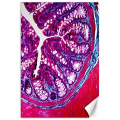 Histology Inc Histo Logistics Incorporated Masson s Trichrome Three Colour Staining Canvas 20  X 30  