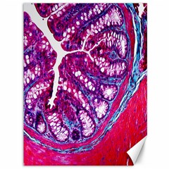 Histology Inc Histo Logistics Incorporated Masson s Trichrome Three Colour Staining Canvas 36  X 48   by Mariart