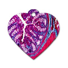 Histology Inc Histo Logistics Incorporated Masson s Trichrome Three Colour Staining Dog Tag Heart (one Side)