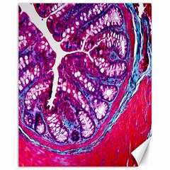 Histology Inc Histo Logistics Incorporated Masson s Trichrome Three Colour Staining Canvas 11  X 14   by Mariart