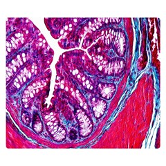 Histology Inc Histo Logistics Incorporated Masson s Trichrome Three Colour Staining Double Sided Flano Blanket (small)  by Mariart