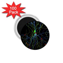 Synaptic Connections Between Pyramida Neurons And Gabaergic Interneurons Were Labeled Biotin During 1 75  Magnets (100 Pack) 