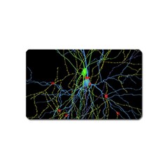 Synaptic Connections Between Pyramida Neurons And Gabaergic Interneurons Were Labeled Biotin During Magnet (name Card)