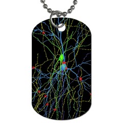 Synaptic Connections Between Pyramida Neurons And Gabaergic Interneurons Were Labeled Biotin During Dog Tag (two Sides) by Mariart