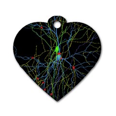 Synaptic Connections Between Pyramida Neurons And Gabaergic Interneurons Were Labeled Biotin During Dog Tag Heart (one Side)