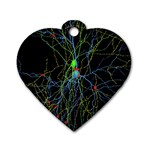 Synaptic Connections Between Pyramida Neurons And Gabaergic Interneurons Were Labeled Biotin During Dog Tag Heart (One Side) Front