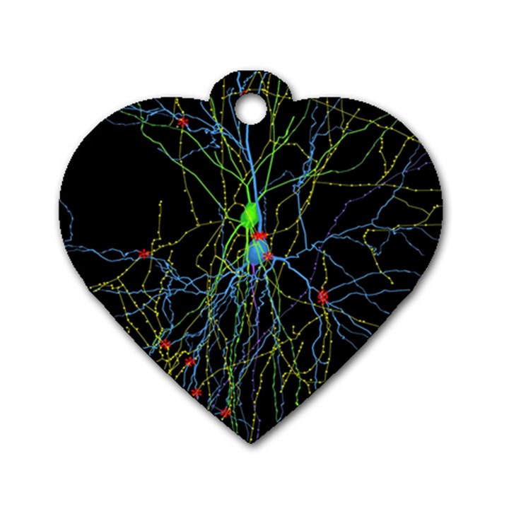 Synaptic Connections Between Pyramida Neurons And Gabaergic Interneurons Were Labeled Biotin During Dog Tag Heart (One Side)