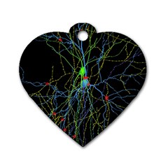 Synaptic Connections Between Pyramida Neurons And Gabaergic Interneurons Were Labeled Biotin During Dog Tag Heart (two Sides) by Mariart