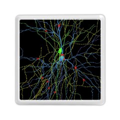 Synaptic Connections Between Pyramida Neurons And Gabaergic Interneurons Were Labeled Biotin During Memory Card Reader (square)  by Mariart