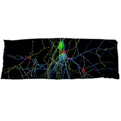 Synaptic Connections Between Pyramida Neurons And Gabaergic Interneurons Were Labeled Biotin During Body Pillow Case (dakimakura) by Mariart