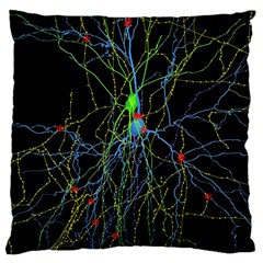 Synaptic Connections Between Pyramida Neurons And Gabaergic Interneurons Were Labeled Biotin During Large Cushion Case (one Side) by Mariart