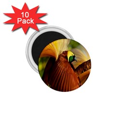 Birds Paradise Cendrawasih 1 75  Magnets (10 Pack)  by Mariart