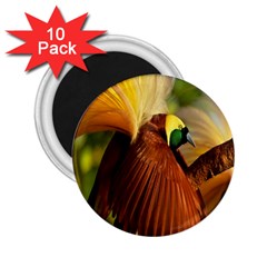 Birds Paradise Cendrawasih 2 25  Magnets (10 Pack)  by Mariart