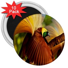 Birds Paradise Cendrawasih 3  Magnets (10 Pack)  by Mariart