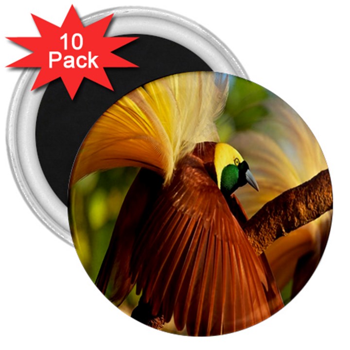 Birds Paradise Cendrawasih 3  Magnets (10 pack) 
